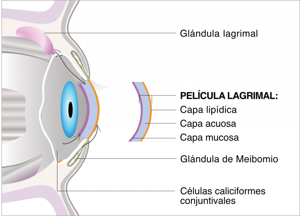 Gráfica Maqui Bright™ - resultados 1