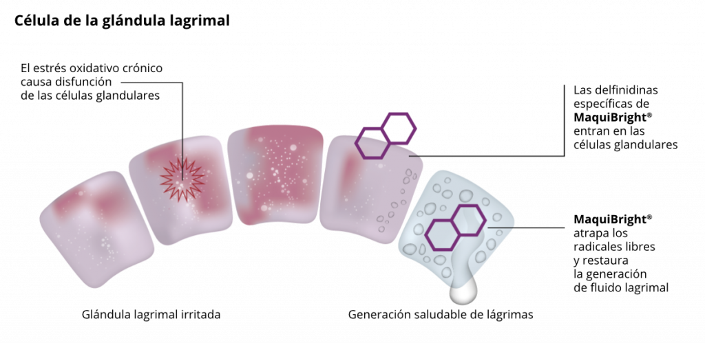 Gráfica Maqui Bright™ - resultados 2